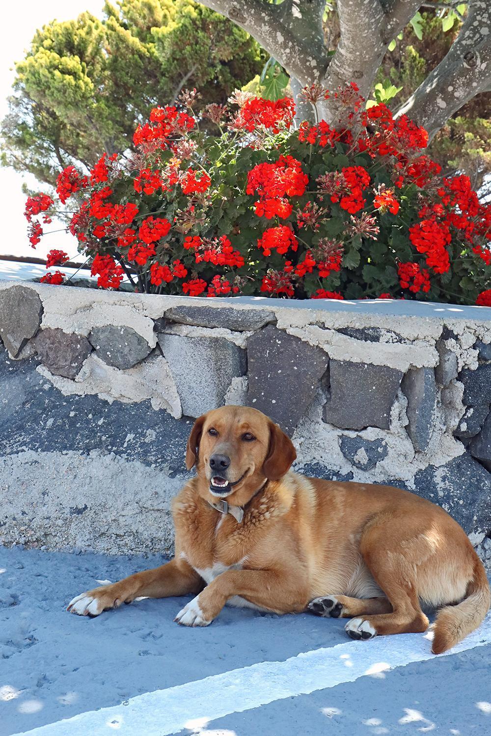 Phaos Santorini Suites Imerovigli  Esterno foto